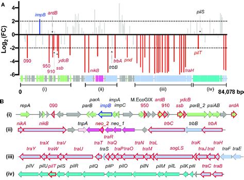 Plasmid conjugation genes. (A) Plasmid pMS7163B conjugation genes as ...