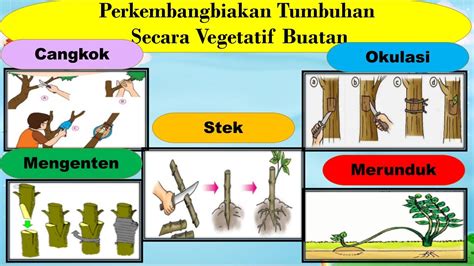 Perkembangan Tumbuhan Secara Vegetatif Homecare24