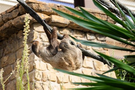 Bioparc Fuengirola Presenta A Reina Y Flo La Nueva Pareja De Perezosos