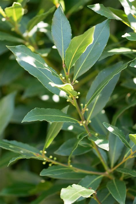 Garten-Navi / Echter Lorbeer - Laurus nobilis