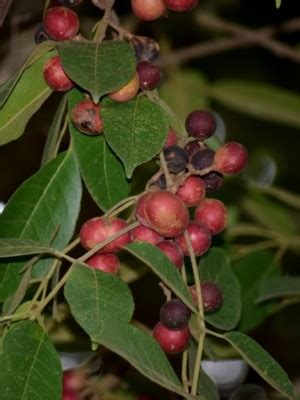 protium serratum india red pear tree seeds ebay
