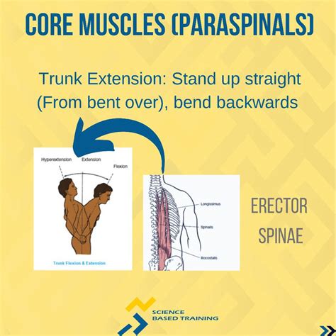 The Paraspinals Anatomy And Science Based Training