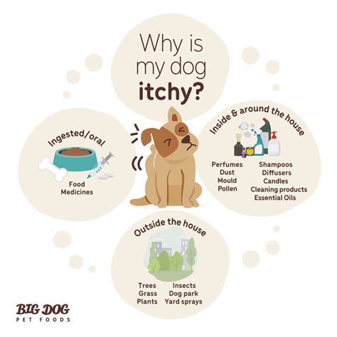 Why is my dog itchy? - Guides | Big Dog Pet Foods