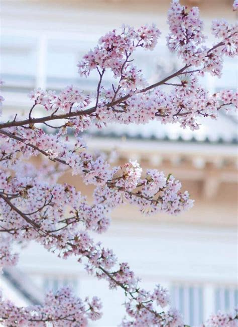 10 Dreamy Spots to See Cherry Blossoms in Taiwan • Hoponworld