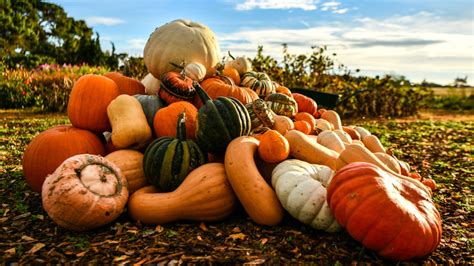 Is There A Real Difference Between White And Orange Pumpkins