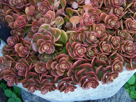 Sedums Plant Care And Collection Of Varieties