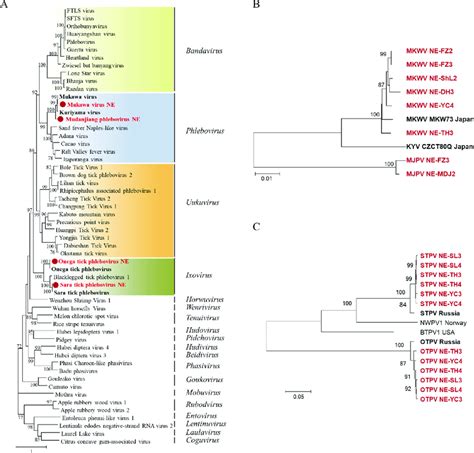 Phylogenetic Analyses Of Phenuiviruses Phylogenetic Trees Constructed