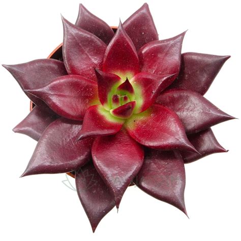 Echeveria Agavoides Atlas Pavijardim