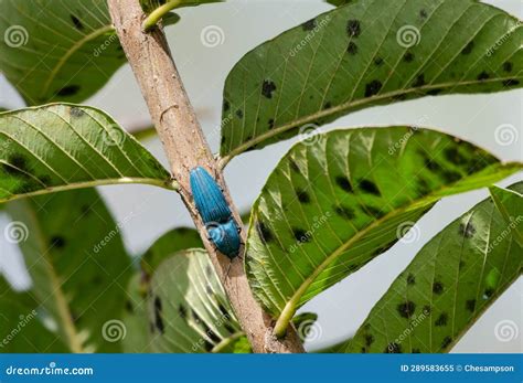 Iridescent Blue Beetle Crawling on a Branch with Leaves Stock Image ...