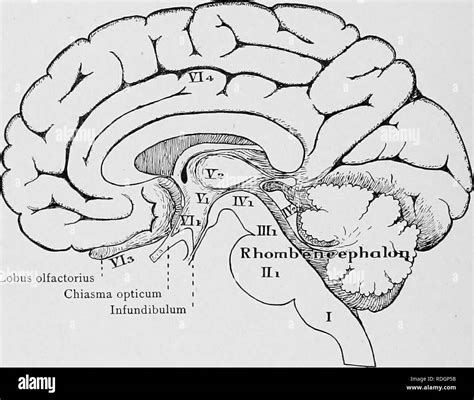 Infundibulum Brain