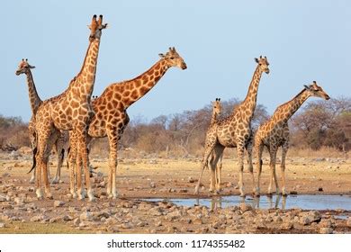 Giraffe Herd Giraffa Camelopardalis Waterhole Etosha Stock Photo