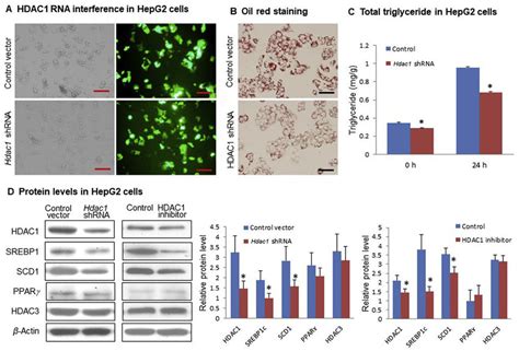 Inhibition Of Steatosis By Hdac1 Knockdown In HepG2 Cells A Hdac1