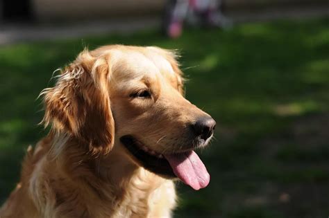 Razones Para Tener Un Perro Golden Retriever Smart Pets