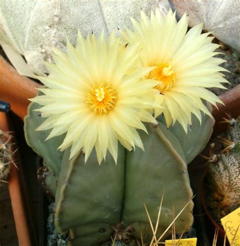 Astrophytum Myriostigma V Nudum Foto Scheda