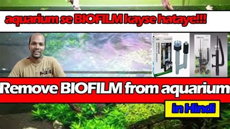 How To Get Rid Of Biofilm In Aquarium And Keep Your Fish Healthy