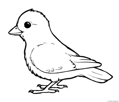 Bird Coloring Page Line Art Illustrations