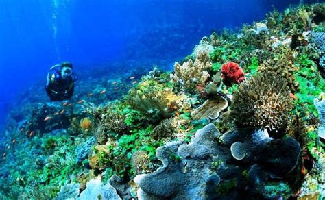 Taman Laut Selat Pantar Spot Diving Terbaik Indonesia Timur