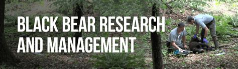 Njdep Fish Wildlife Black Bear Research And Management