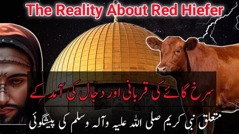 Red Heifer Cow The Sign Of Arrival Of Dajjal Rebuilding The Rd