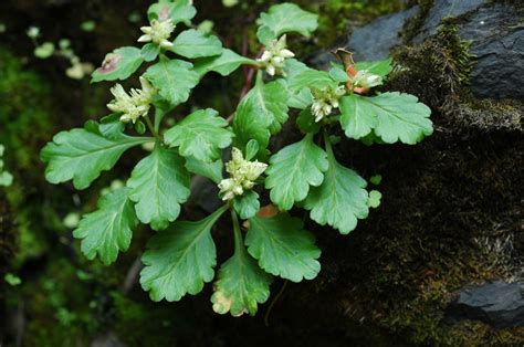 科学网—植物札记之卵萼红景天（20180531）？ 何海的博文