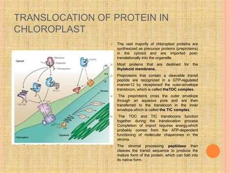 Protein sorting and targeting | PPTX 