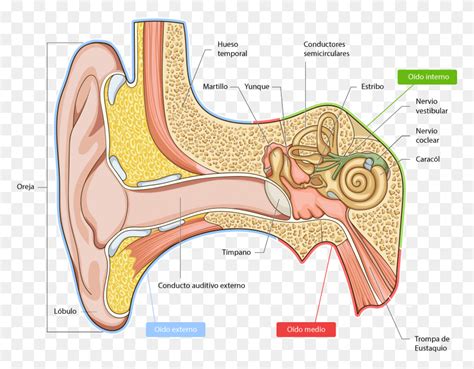 En Conjunto El Odo Se Divide En Tres Partes Odo Human Ear Structure