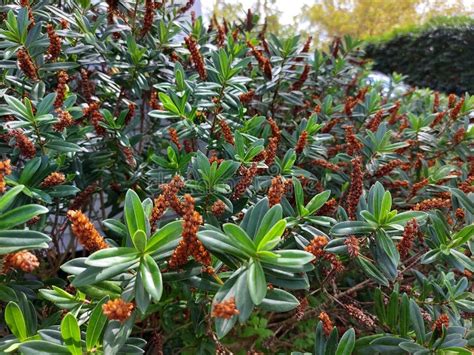 Planta De Floración De Veronica Speciosa En El Jardín Imagen de