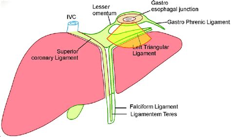 Ligamentum Venosum