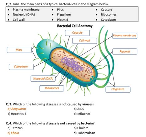 Bacteria And Viruses Worksheet Distance Learning Teaching Resources