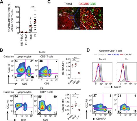 Cxcr5⁺cd8⁺ T Cells In Human Tonsils And Follicular Lymphoma A Download Scientific Diagram