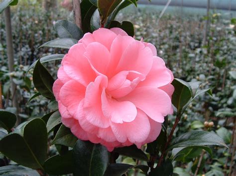 Nuccios Cameo Camellia Glen Nursery