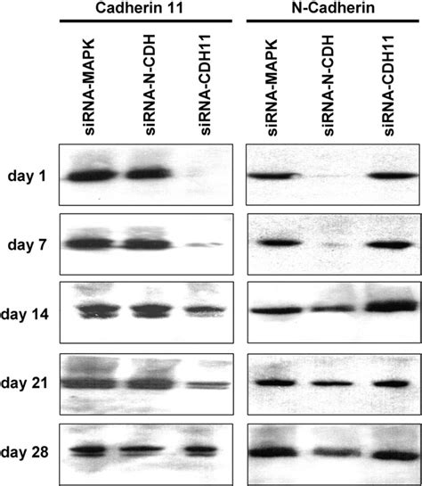 N Cadherin And Cadherin 11 Are Efficiently Knocked Down By Sirna Msc