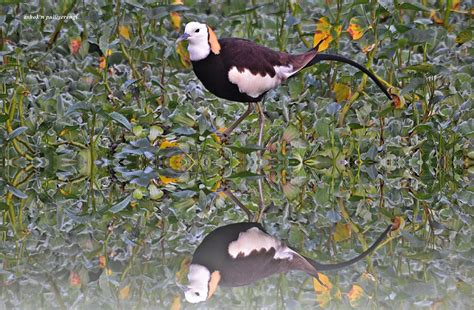 Pheasant Tailed Jacana Project Noah