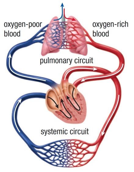 Respiratory And Circulatory System Hot Sex Picture