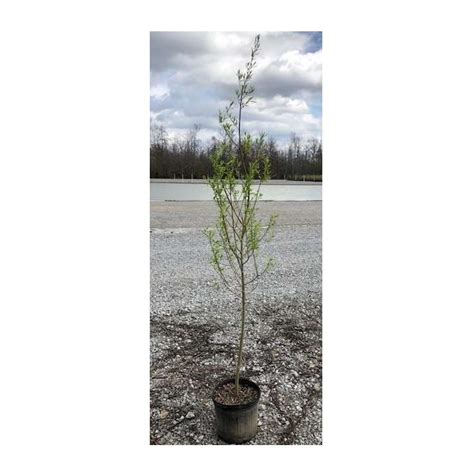 Prairie Cascade Weeping Willow 5 Rural King