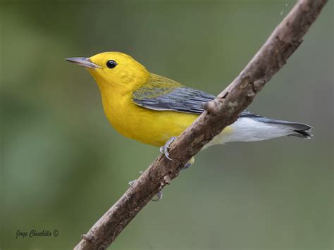 Prothonotary Warbler Protonotaria Citrea Playa T Rcoles Flickr