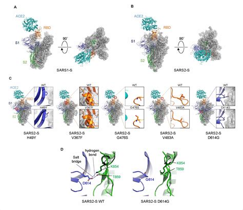 Sars Cov 2 Mutated Spike Proteins Show Variations In Cell Entry