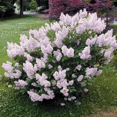 Spring Hill Nurseries In Pot Miss Kim Lilac Syringa Live Potted