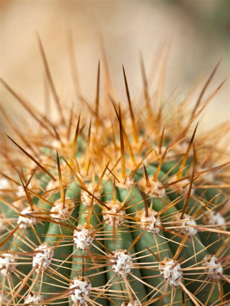 Types Of Cacti Perfect For Your Cacti Collection Crate And Basket