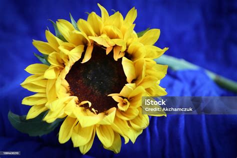 400 Background Bunga Hidup Free Download Myweb