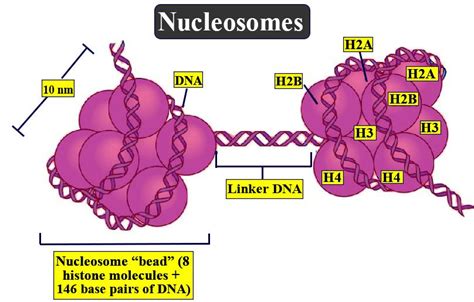 Histone Octamer Structure