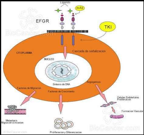 6 Fármacos Frente Al Egfr Como Diana Terapéutica