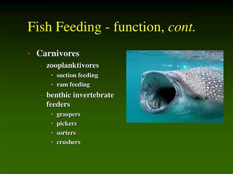 Ppt Functional Morphology Locomotion And Feeding Chapter 8 Helfman