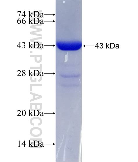 RBP3 Fusion Protein Ag6182 Proteintech