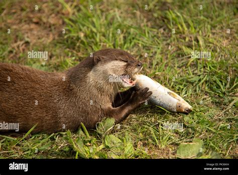 Otter eating fish close up Stock Photo - Alamy