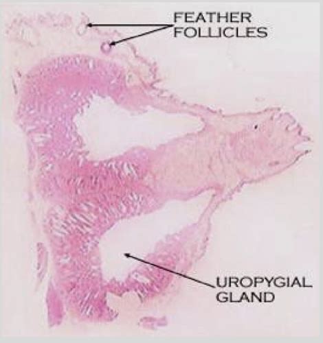 Skin Part Flashcards Quizlet