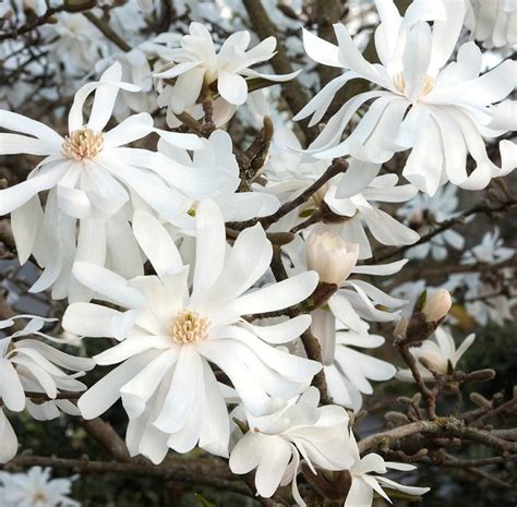 Magnolia Stellata ‘royal Star Russell Nursery