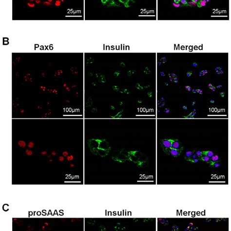 Pax6 And Prosaas Were Expressed In Min6 Cells Immunofluorescence