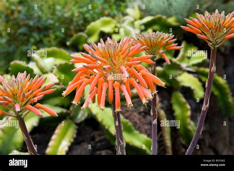 Island of El Hierro, Canary Islands, Spain. Flora & fauna. Aloe Stock Photo, Royalty Free Image ...