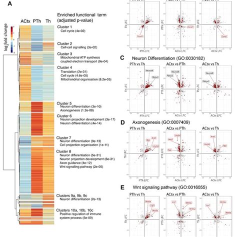 Pax6 Deletion Has Opposite Effects On The Transcriptomes Of Cortical